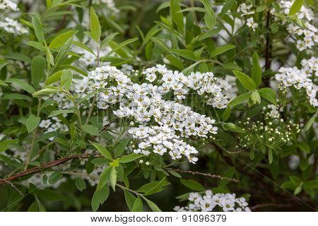 Flowering Fruit Tree