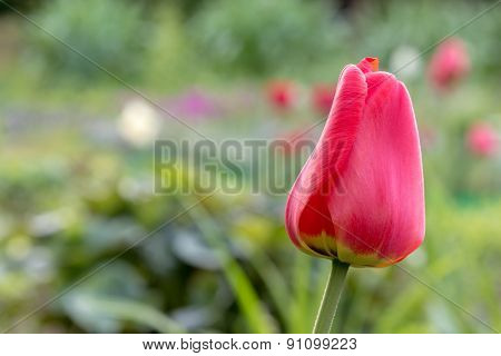 Tulip Bud On Blured Background