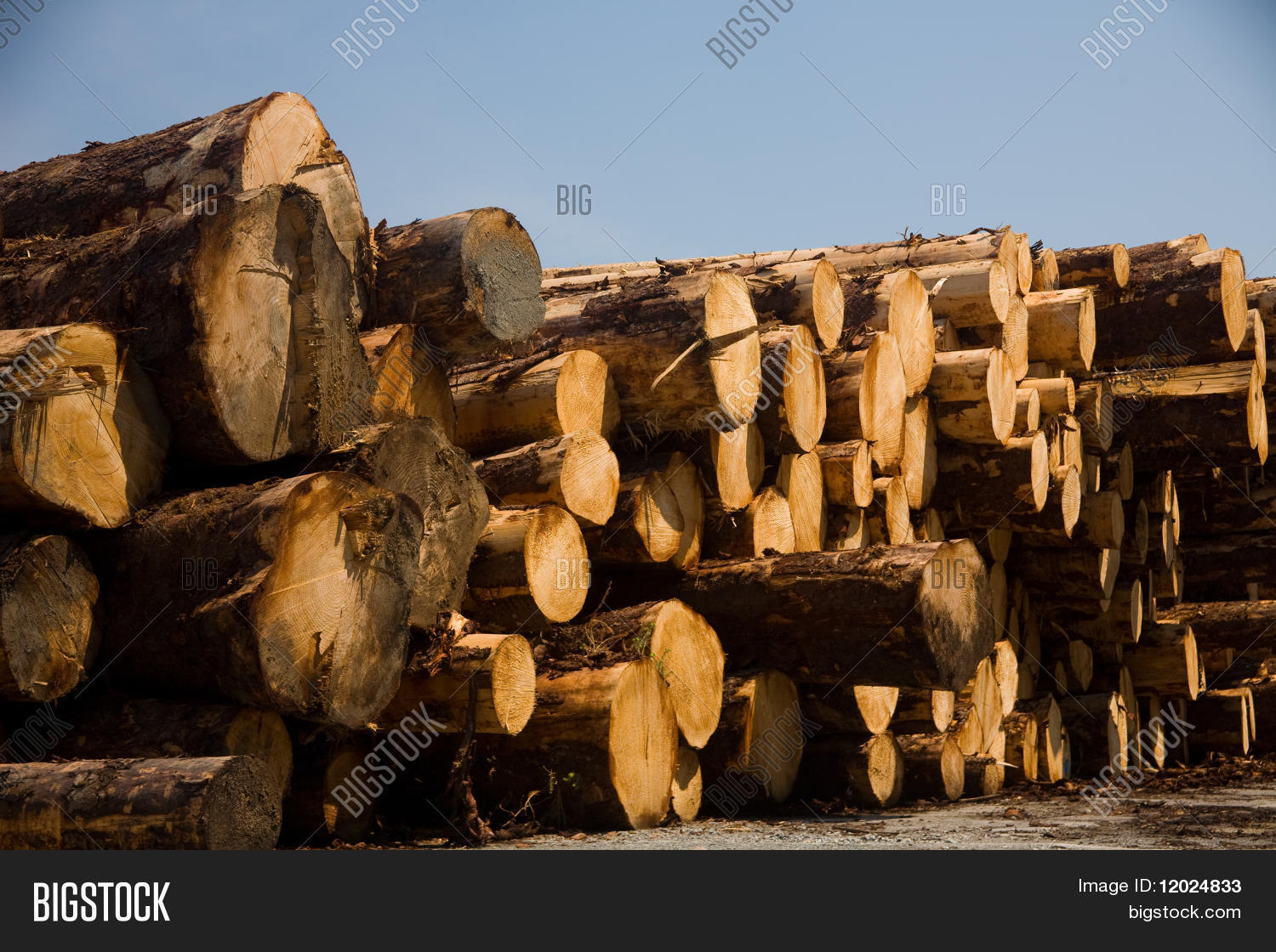 Logs Sawmill Image & Photo (Free Trial) Bigstock