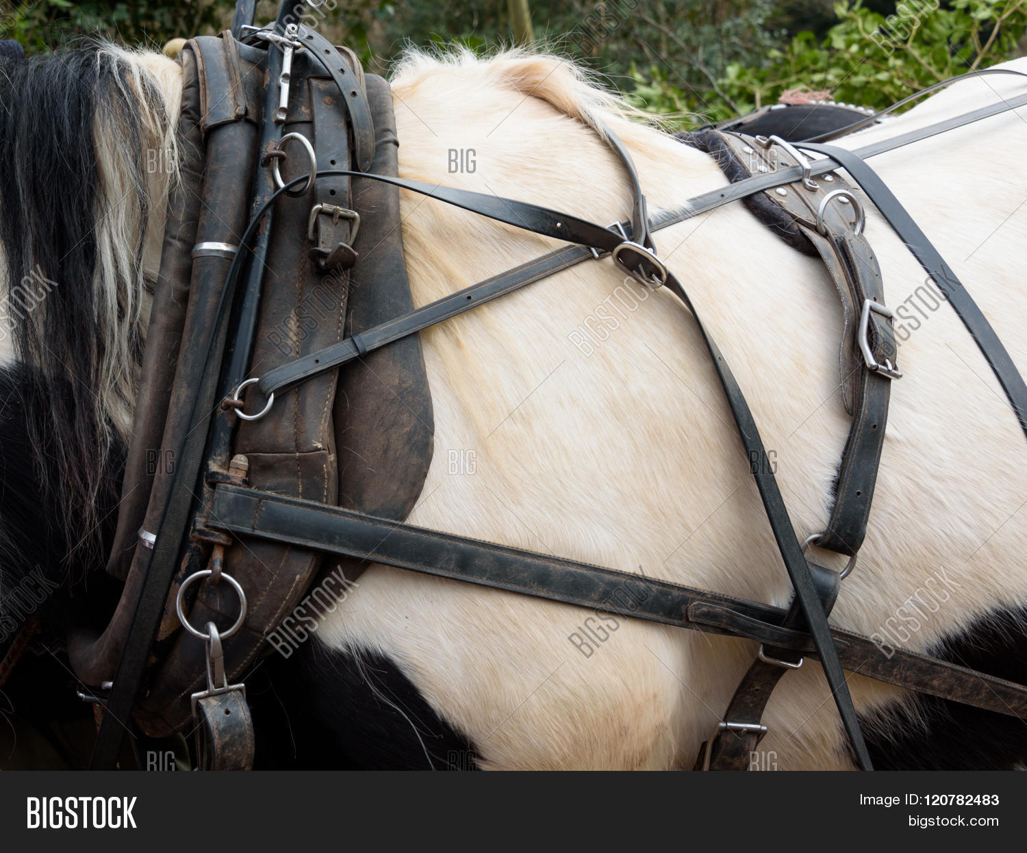 Horse Harness Image & Photo (Free Trial) Bigstock