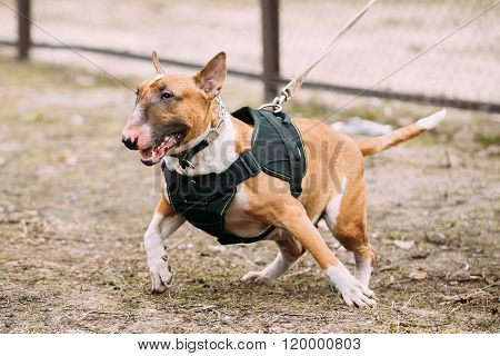 Brown Bullterrier Dog Portrait Outdoors