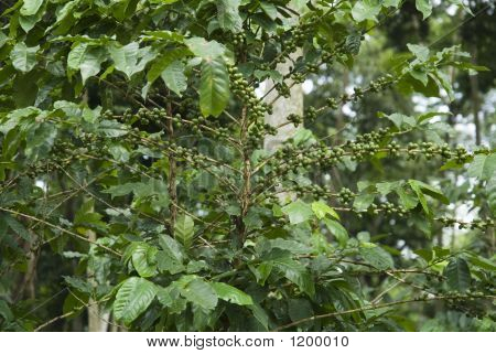 Koffie bonen