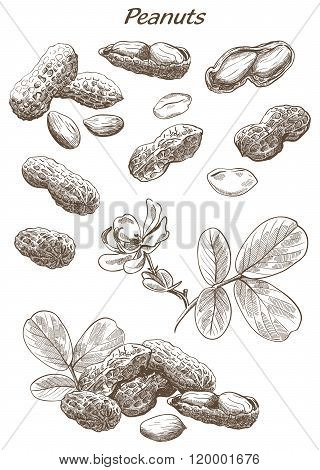 peanuts set of sketches