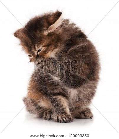 Cute Siberian Kitten