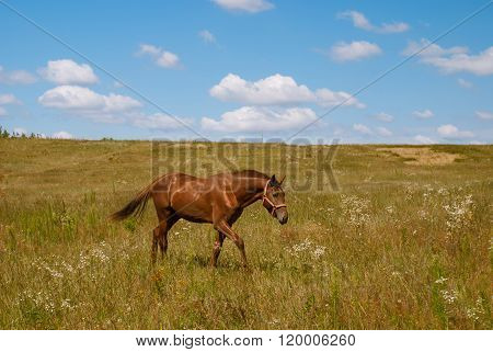 Horse On A Blossoming Field, Ukraine