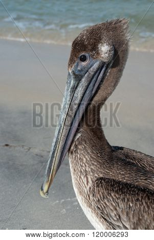 Pelican Portret