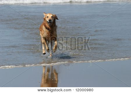 Happy Dog