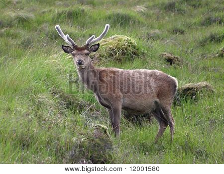 붉은 사슴 (Cervus elaphus)