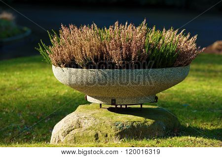 Heather In A Pot