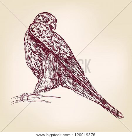 hawk bird of prey - hand drawn vector llustration realistic sket
