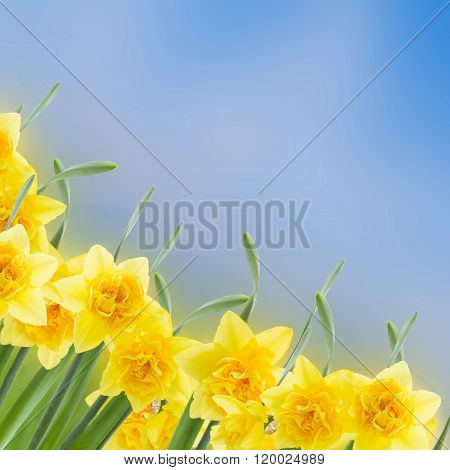 spring narcissus garden
