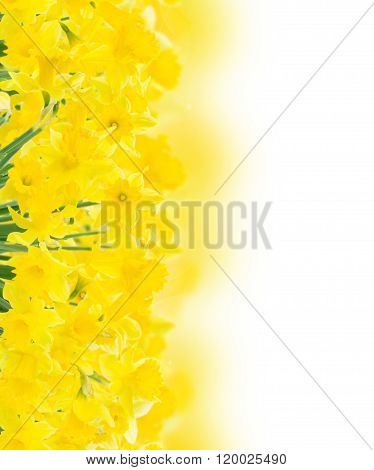 spring narcissus on white