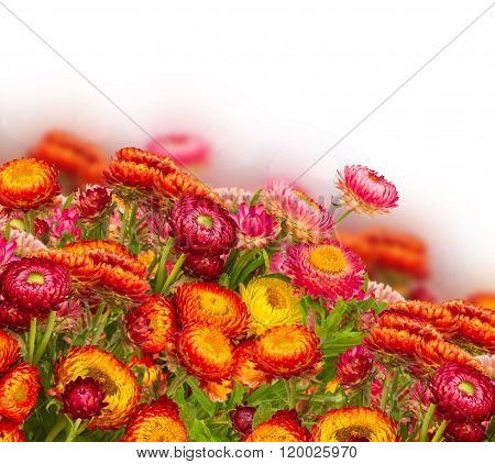 Everlasting flowers