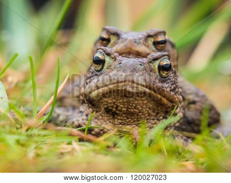 Mating Common Toad