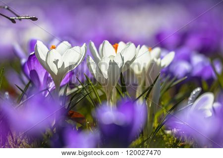 White Crocusses Blooming In A Field Of Purple Flowers