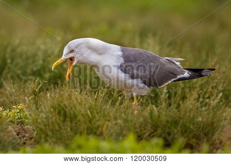 Lesser Black-backed Gull