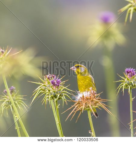 Greenfinch Foraging On The Seeds Of Thistle