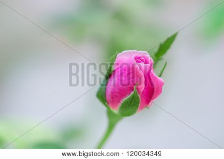 Close-up Of Pink Rosebud