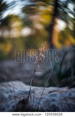 Dry Flower
