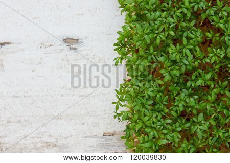 Fresh Cress On Old Rustic Wooden Background, Decoration For Easter, Healthy Nutrition, Copy Space