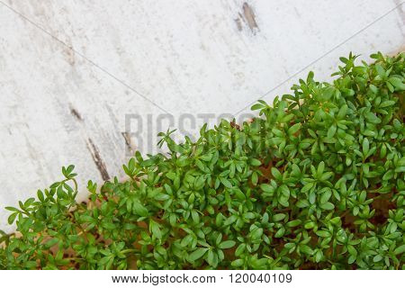Fresh Cress On Old Rustic Wooden Background, Decoration For Easter, Healthy Nutrition, Copy Space