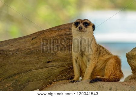 Meerkat