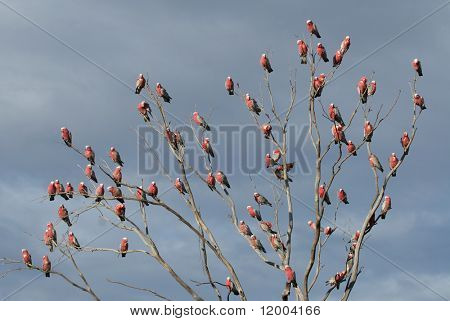 Австралийский Galahs (Cacatua roseicapilla)