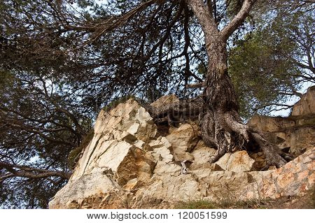 Tree Clings To Life On The Rock