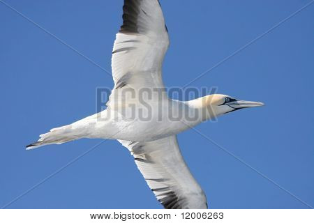 Nordlige sulen (morus bassanus)