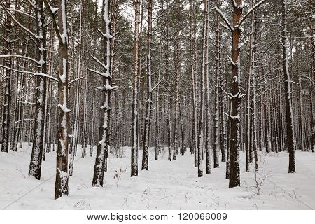 walk through the snowy winter magical forest forest