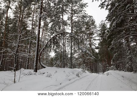 walk through the snowy winter magical forest