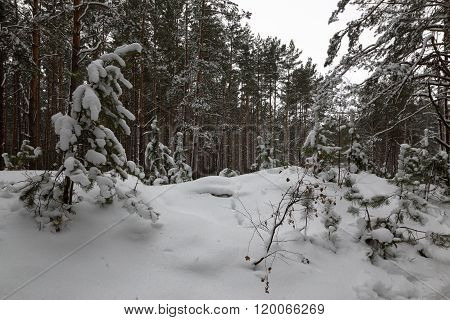 Walking in the woods. white snowy winter