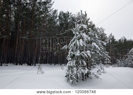Walking in the woods. white snowy winter