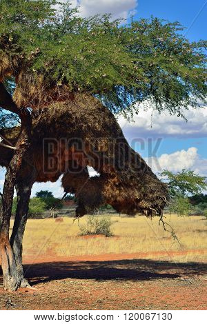 Tree With Big Nest. Namibia