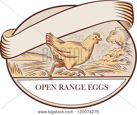 Hen Running Open Range Eggs Oval Drawing