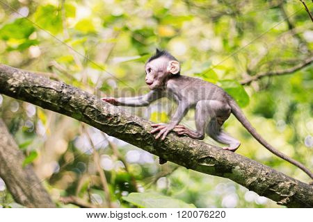 Longtailed macaque baby in movement