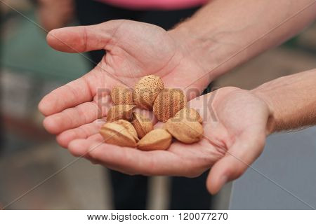 Inshell almonds on the palms