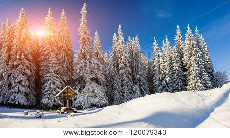 Beautiful winter landscape with snow covered trees