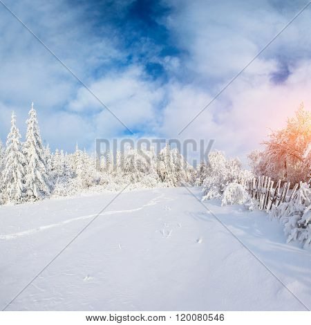 winter landscape trees in iniyi. Carpathian, Ukraine.