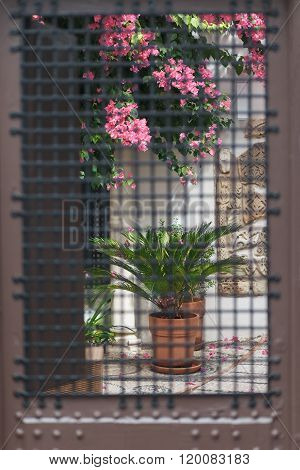 flowering tree and the flower pot behind bars
