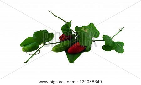 Ivy gourd on white background