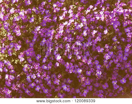 Retro Looking Flowers