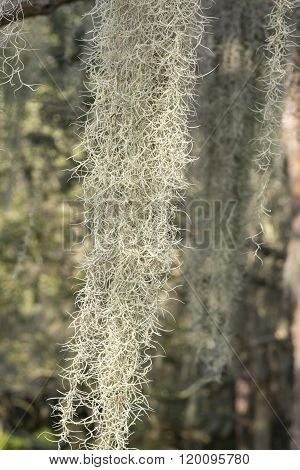Spanish Moss Closeup In Wild