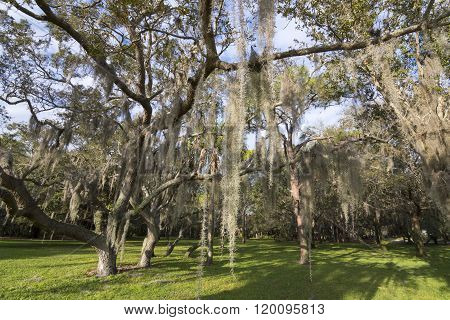 Spanish Moss Hanging From Trees In Park