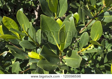 Green Branch Of Red Mangrove
