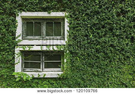 Window Covered With Green Ivy