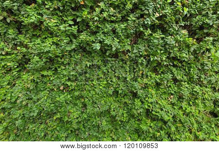 Wall Brick Covered By Green Leaves.