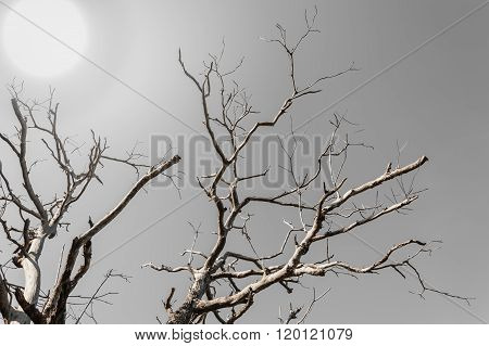 Branch Treee With Over Light Sun