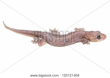 Tropical Gecko Lizard Isolated