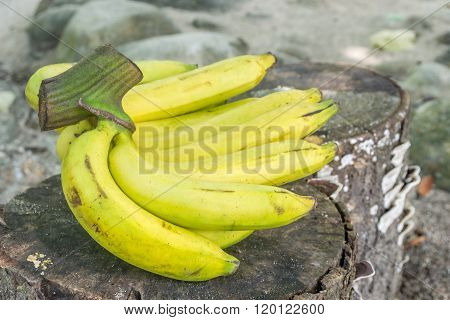 Fresh bananas on log old wood background